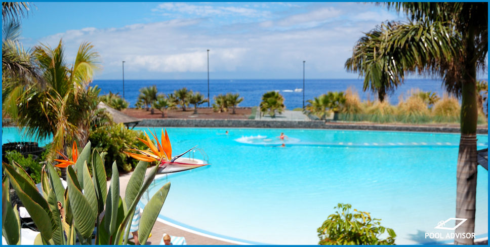 Bird Of Paradise Around Pool