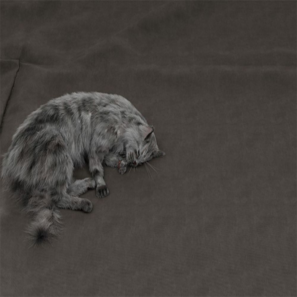 Solid Wood Leg Dark Gray Cat Scratch Cloth Sectionals