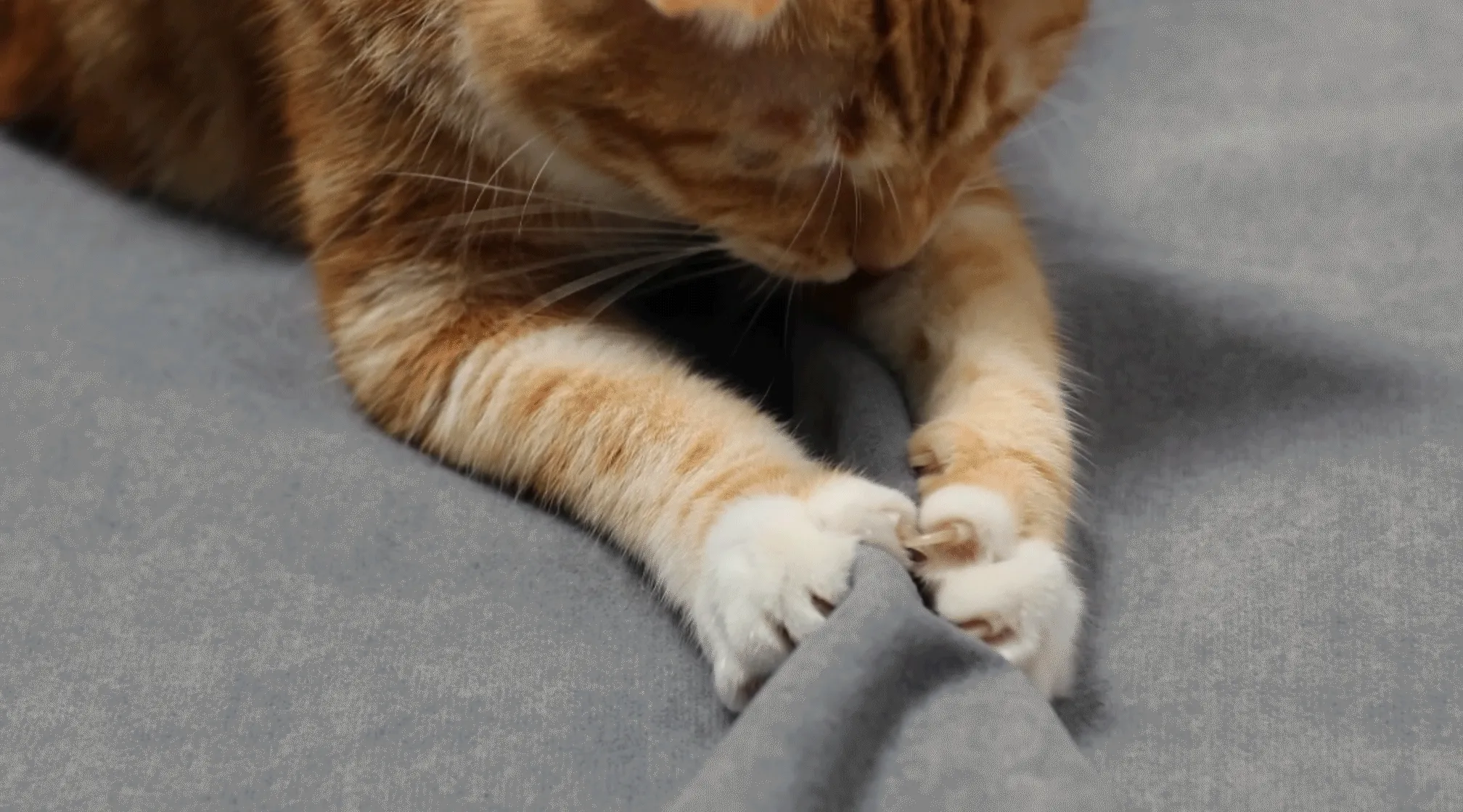 Pet-Friendly Perfection
