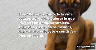 El verdadero sentido de la vida está en apreciar y valorar lo que Dios nos ha dado, naturaleza, animales y a nosotros mismos, disfruta de todo esto y sentirás a Dios en tu vida