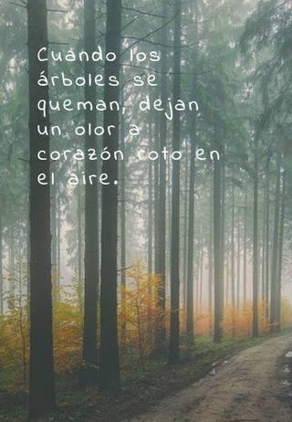 Cuando los árboles se queman, dejan un olor a corazón roto en el aire.
