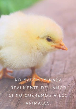 Crea Tu Frase – Imágenes con Frases de Animales