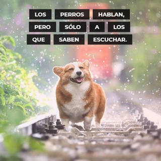 Crea Tu Frase – Imágenes con Frases de Animales