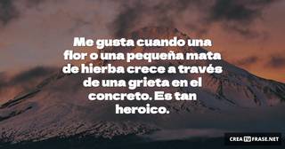 Me gusta cuando una flor o una pequeña mata de hierba crece a través de una grieta en el concreto.  Es tan heroico.