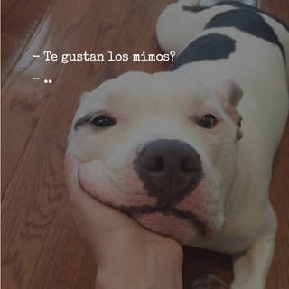 - Te gustan los mimos? - ..
