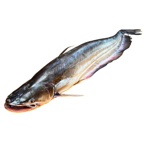 Boal (Helicopter Catfish)