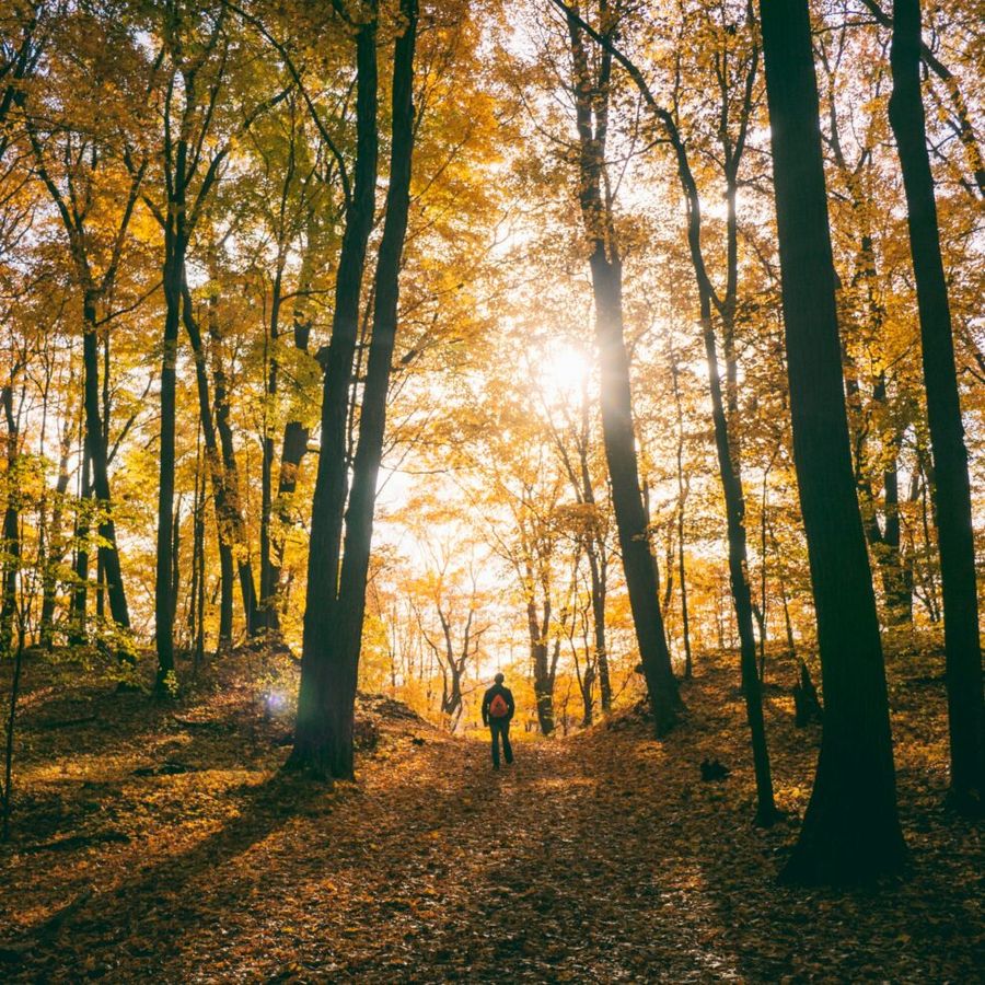 Walking in Forest