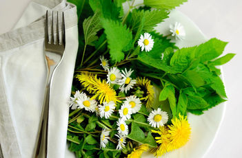 Tři Bylinky pro jarní detox: Čím jsou prospěšné pro náš organismus a jak je použít?