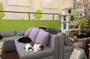 Z ulice do náruče: Jak kroměřížská kavárna zachraňuje kočičí životy