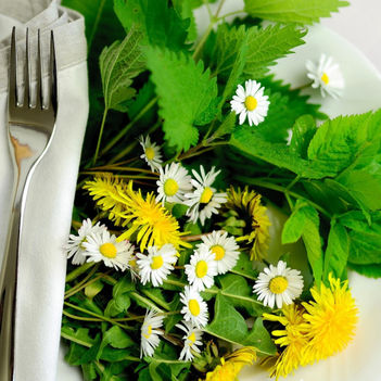 Tři Bylinky pro jarní detox: Čím jsou prospěšné pro náš organismus a jak je použít?