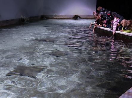 Zátoka rejnoků, kde mohou návštěvníci pohladit či nakrmit rejnoky, patří k nejoblíbenějším expozicím Zoo Zlín. 