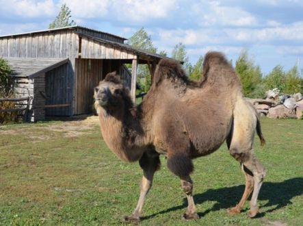 Výběh s velbloudy je jedním z lákadel Zoo Chleby