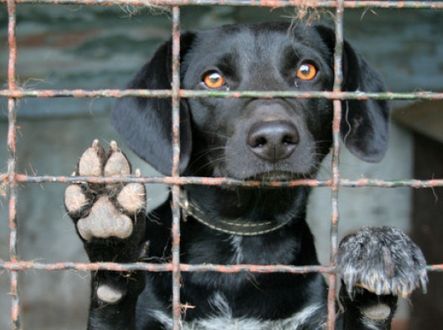 Za množírenský byznys bude trest až deset let