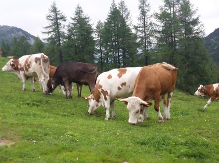 Jen málo krav má spokojený život na pastvě