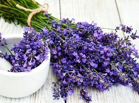 Levandule