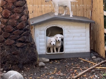 Zachráněná štěňata