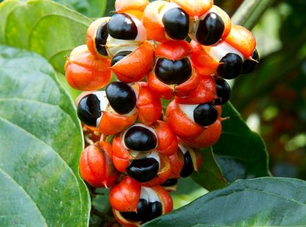 Plody Guarany odhalující svá semena