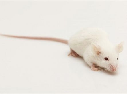 Umělci by rádi začali dražit také myší fotografie prostřednictvím nezaměnitelných tokenů známých pod zkratkou NFTs