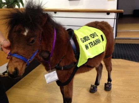 Digby je v Británii velkou kuriozitou. Svého majitele doprovází i na televizní a rádiové rozhovory.