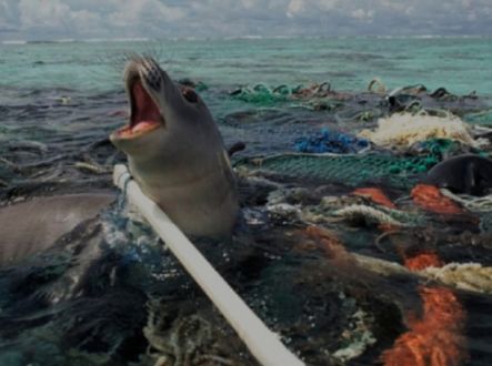 Ochrana ohrožených druhů živočichů je velmi důležitá