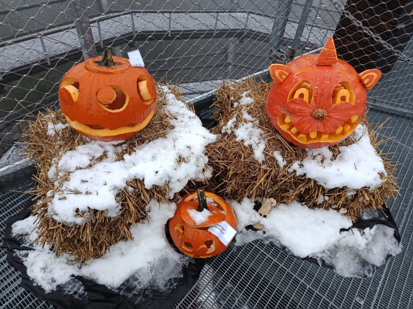 Dýně na halloweenské stezce od dětí z místních škol a školek