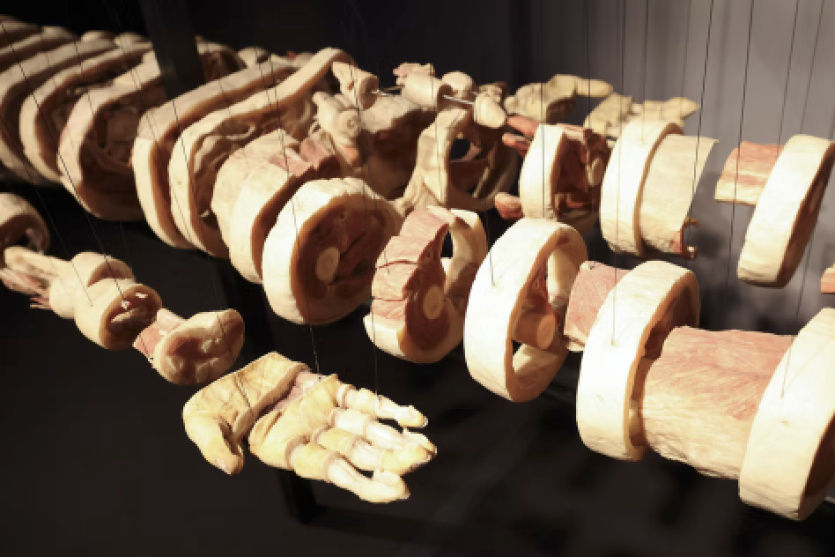 Záběr na exponát výstavy