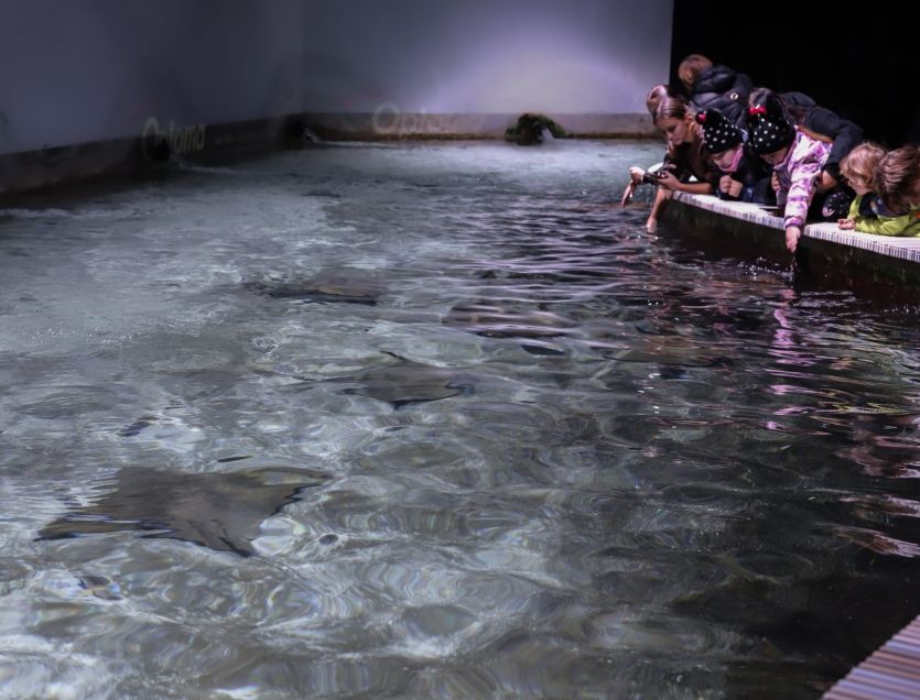 Zátoka rejnoků, kde mohou návštěvníci pohladit či nakrmit rejnoky, patří k nejoblíbenějším expozicím Zoo Zlín. 