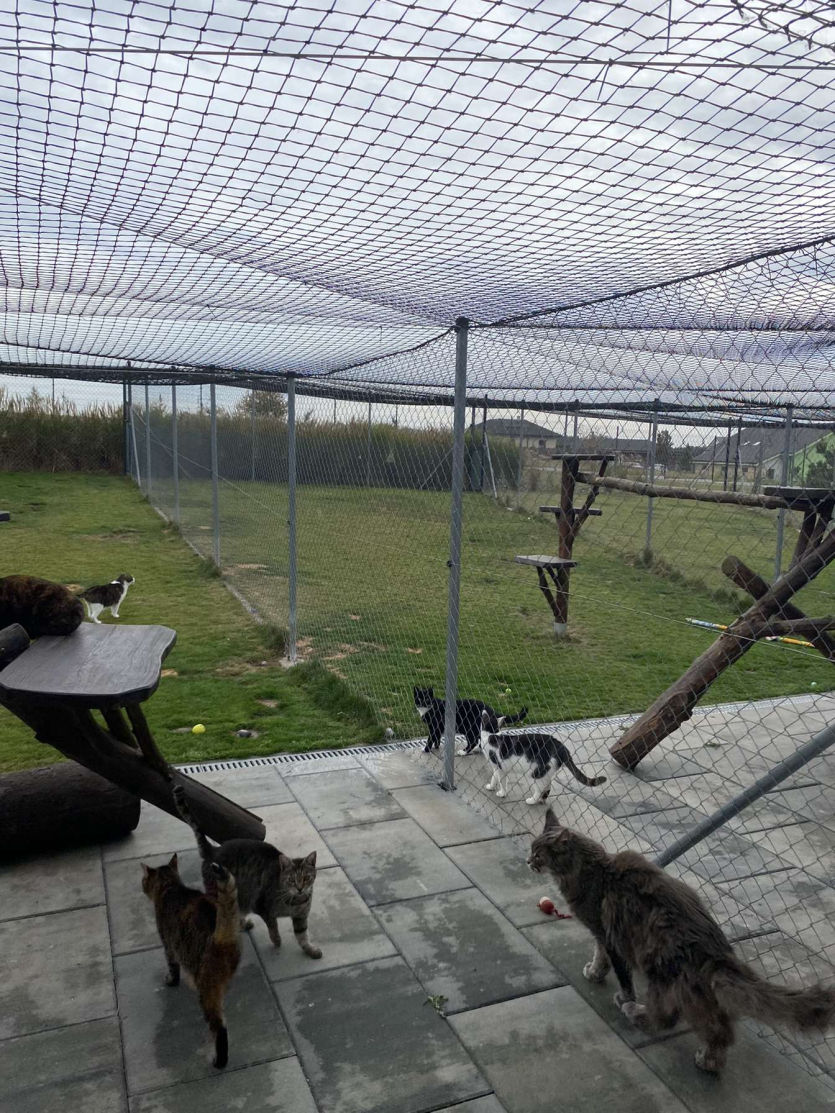  výběh pro kočičky z kočičího útulku Sissi
