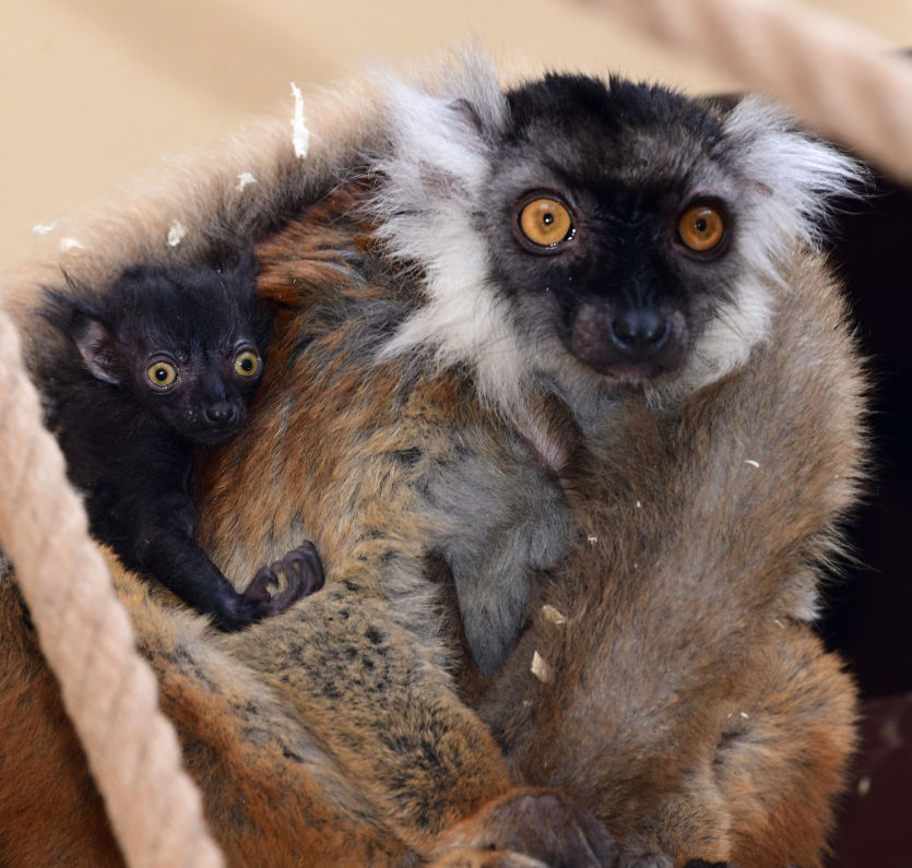 Samice lemura tmavého s nově narozeným mládětem 