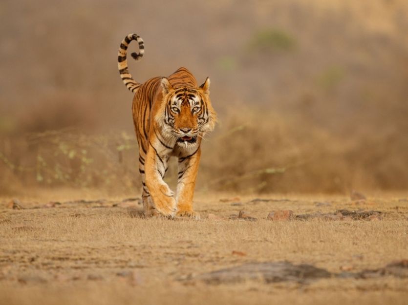 Zmrzačený tygr Sahebrao