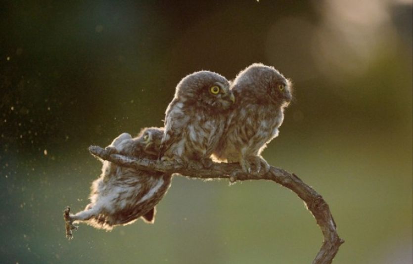 "Help!" Název série nemůže vzniklou situaci vystihnout lépe.