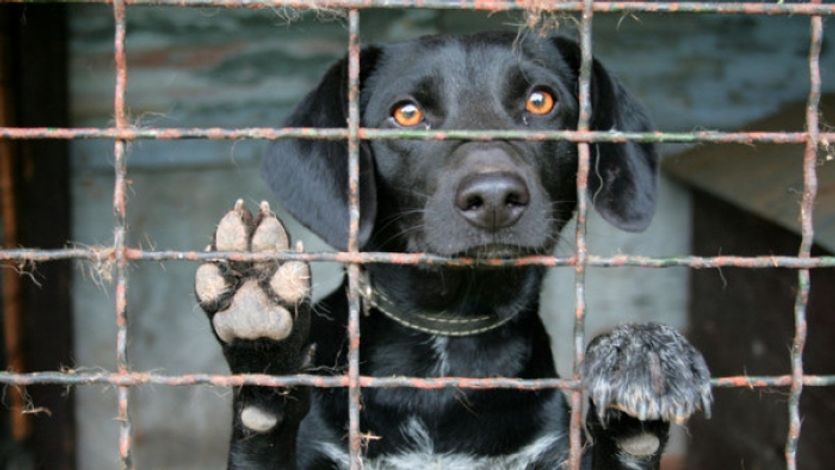 Za množírenský byznys bude trest až deset let