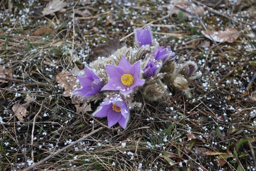 Zasněžený koniklec velkokvětý