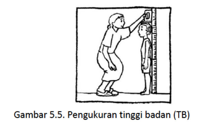 tinggi badan.png