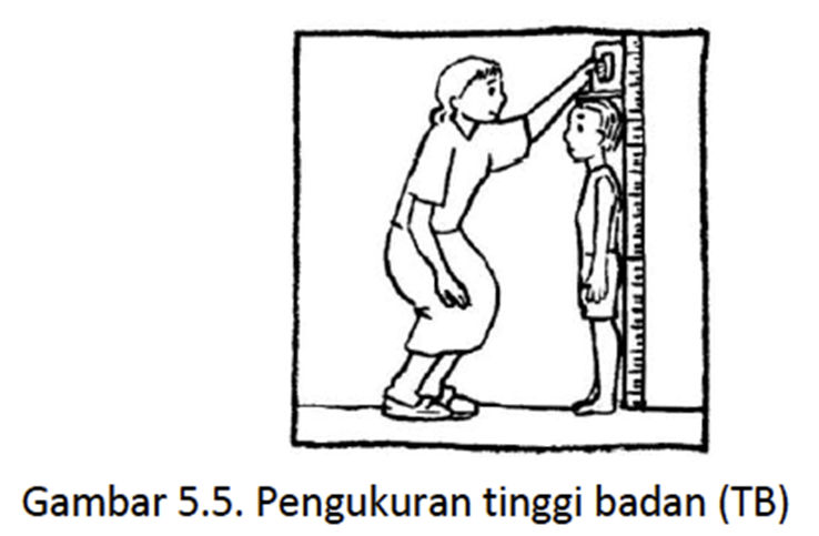 mengukur_tinggi_badan_3.png