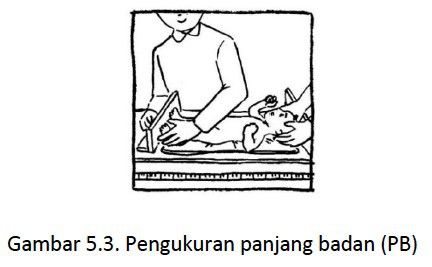 panjang_badan.jpg