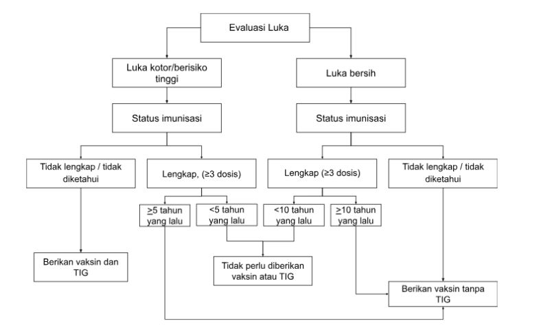 algoritma profilaksis tetanus.png