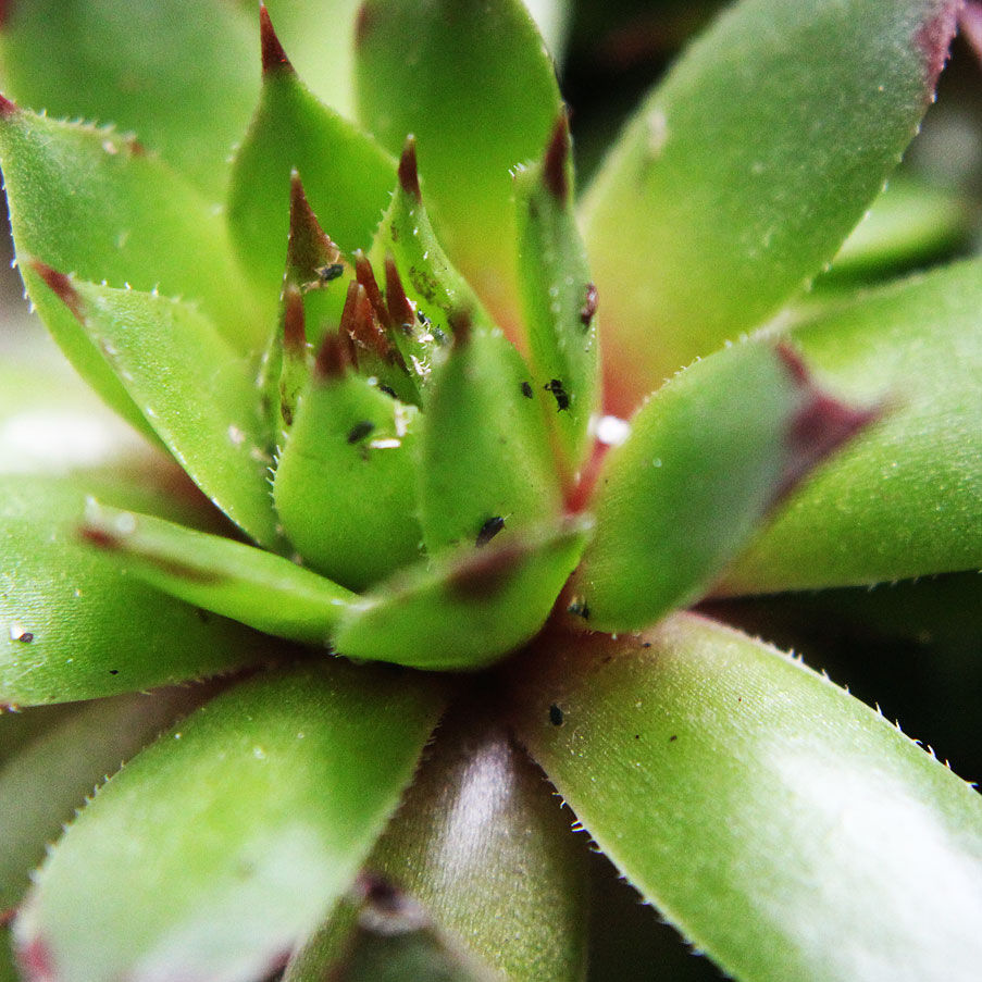 Aphids on succulents