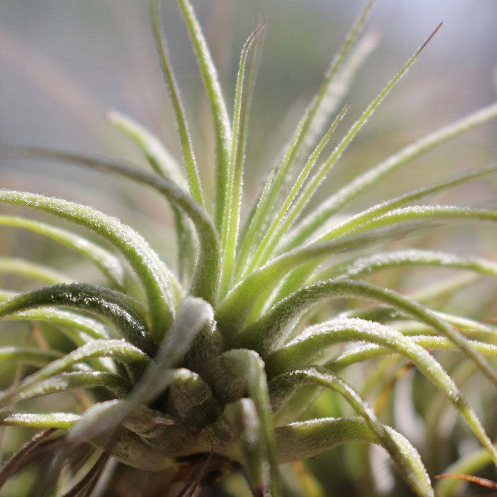 Air Plants / Tillandsia Ionantha