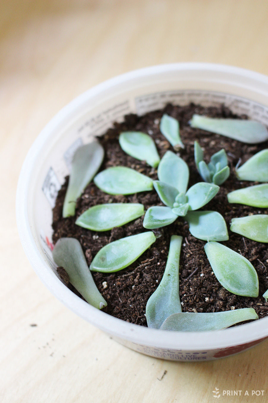 Propagating Succulents with Leaves and Cuttings