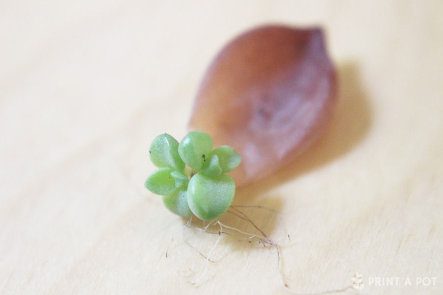 Succulent Propagation