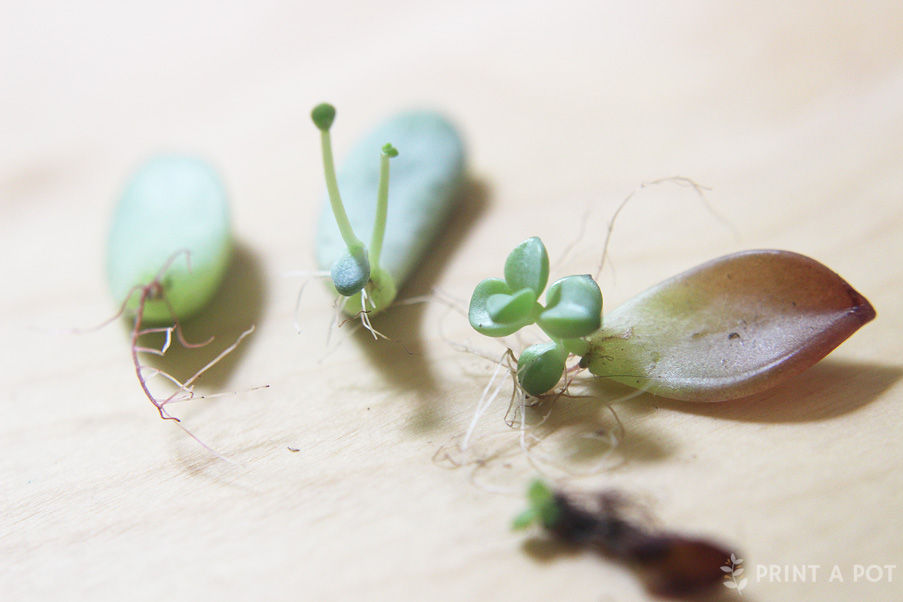 Propagated Leaves in Various Stages