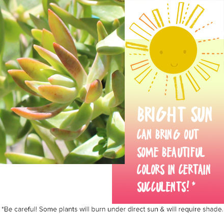 Bright sunlight for succulents