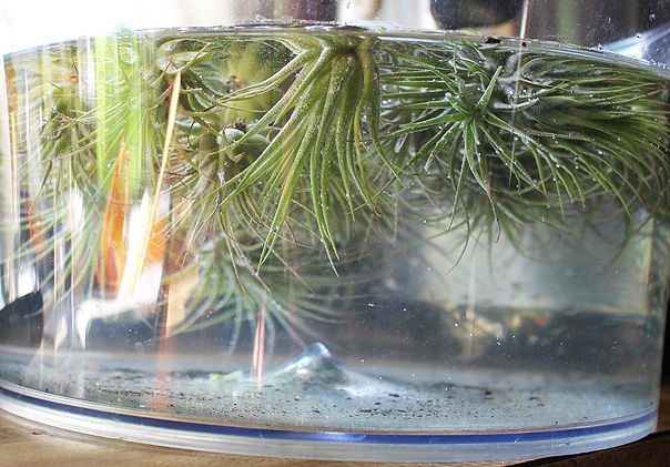 Watering tillandsia in a salad spinner bowl