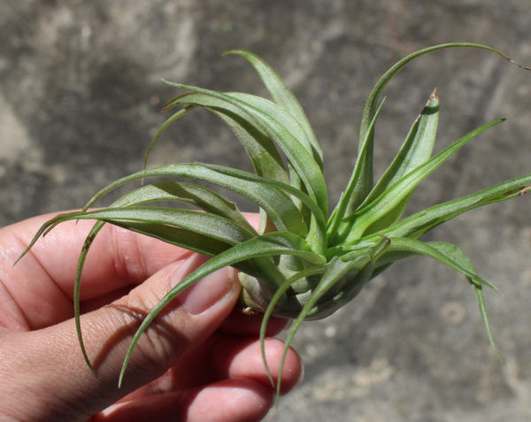 Abdita Brachycaulos air plant