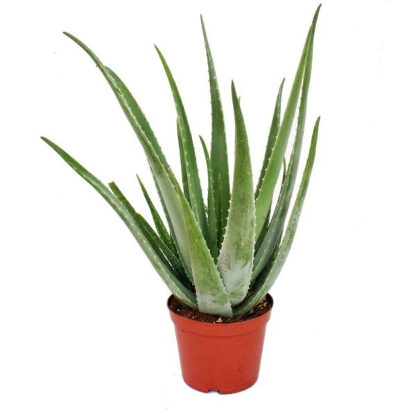 Aloe vera, Exotenherz.com