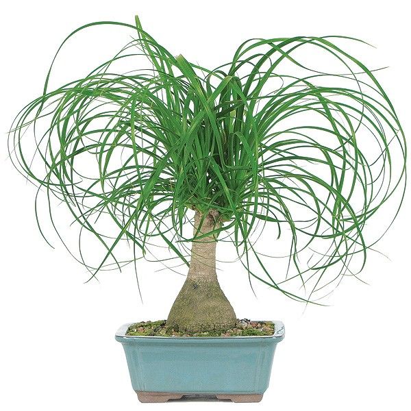 Ponytail Palm, BonsaiOutlet.com