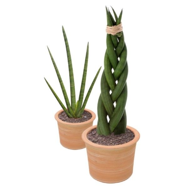 Cylindrical Snake Plant, PlantRescue.com