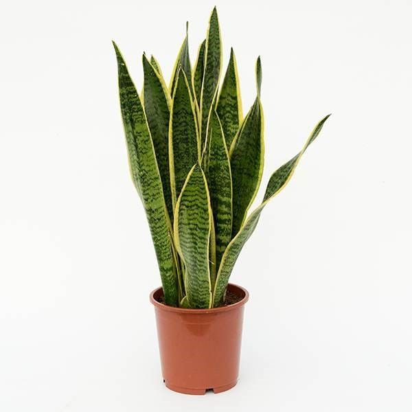 Snake Plant, WaitRoseGarden.com