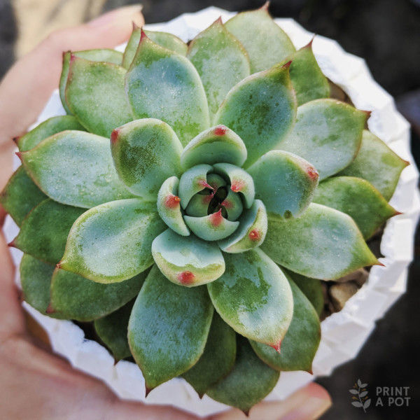 Echeveria colorata with light stress